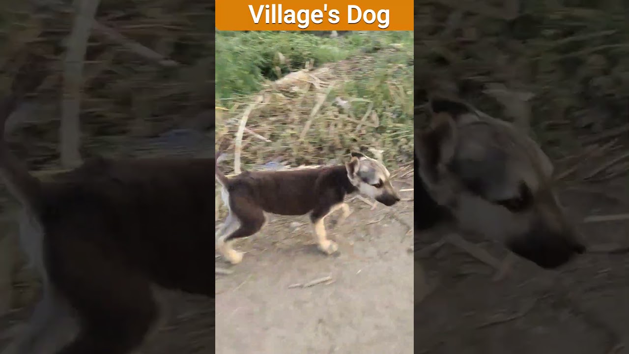 Dog on Garbage Acting Cool… Then This Happened!