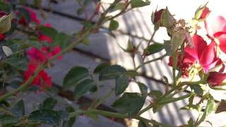 Home Run Rose 10 sec plant of the day