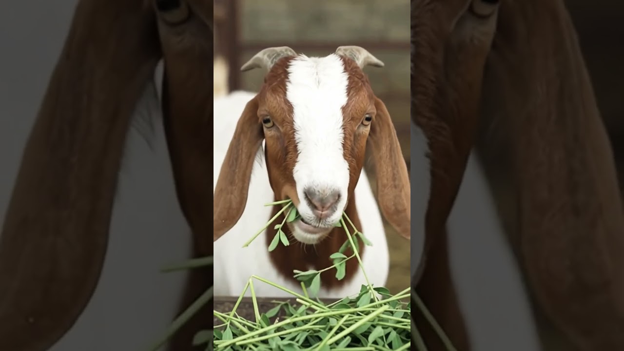 Healthy Goats & Sheep for Sale in Kampala