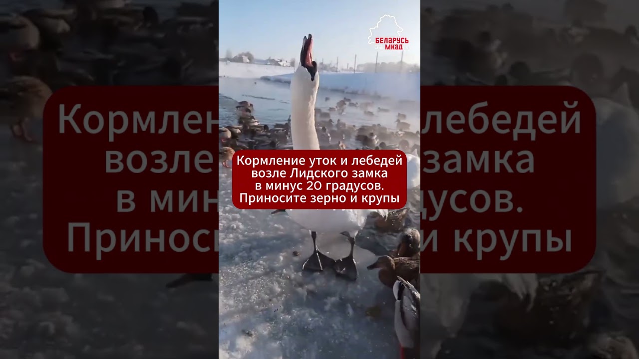 😍🦢 Самое милое видео дня! Морозы −30, а беларусы спасают птиц и зверей от голода  
