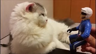 白モフと遊んでたら嫉妬深いボス猫が来ちゃった！