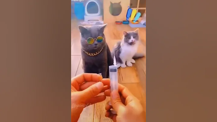 Watch the video about @tom #tomandjerry #cat #trendingshorts #funny @fun shortviral #joy #water #american tiktoksmash #90s