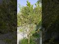 দার্জিলিং কমলা চাষ পদ্ধতি। #fruit #gardening #shortvideo #viralshorts #rooftop