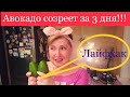 706: Женский клуб. Серёжки Swarovski и спелое авокадо 🥑 за три дня. Лайфхак.