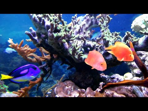 Нежный и крепкий СОН • Глубокий и приятный релакс 3 часа • Спокойная нервная система • Музыка АСМР