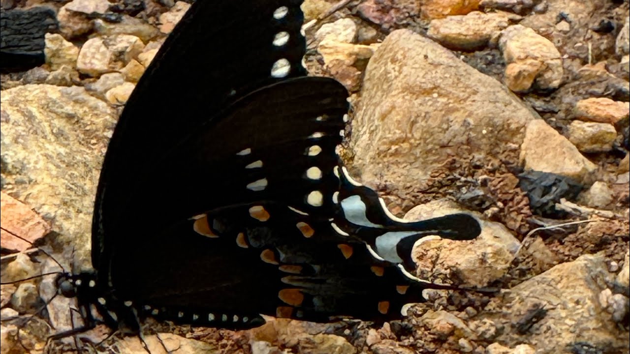 Peaceful Black Butterfly Strolling the Shore - Tranquil Moments in Nature 