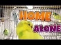 Leaving Budgies for two weeks Home Alone | Vlog