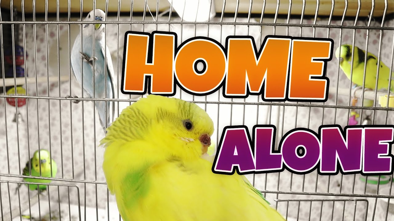 Leaving Budgies For Two Weeks Home Alone | Vlog