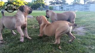 Real Boerboels - Boerboel Morning Playtime: Fun and Water Break