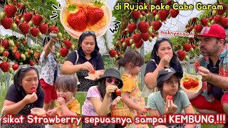 Mumpung GRATIS, sikaaaat.! Petik STRAWBERRY sampe di rujak cabe garam biar makin nikmat.!