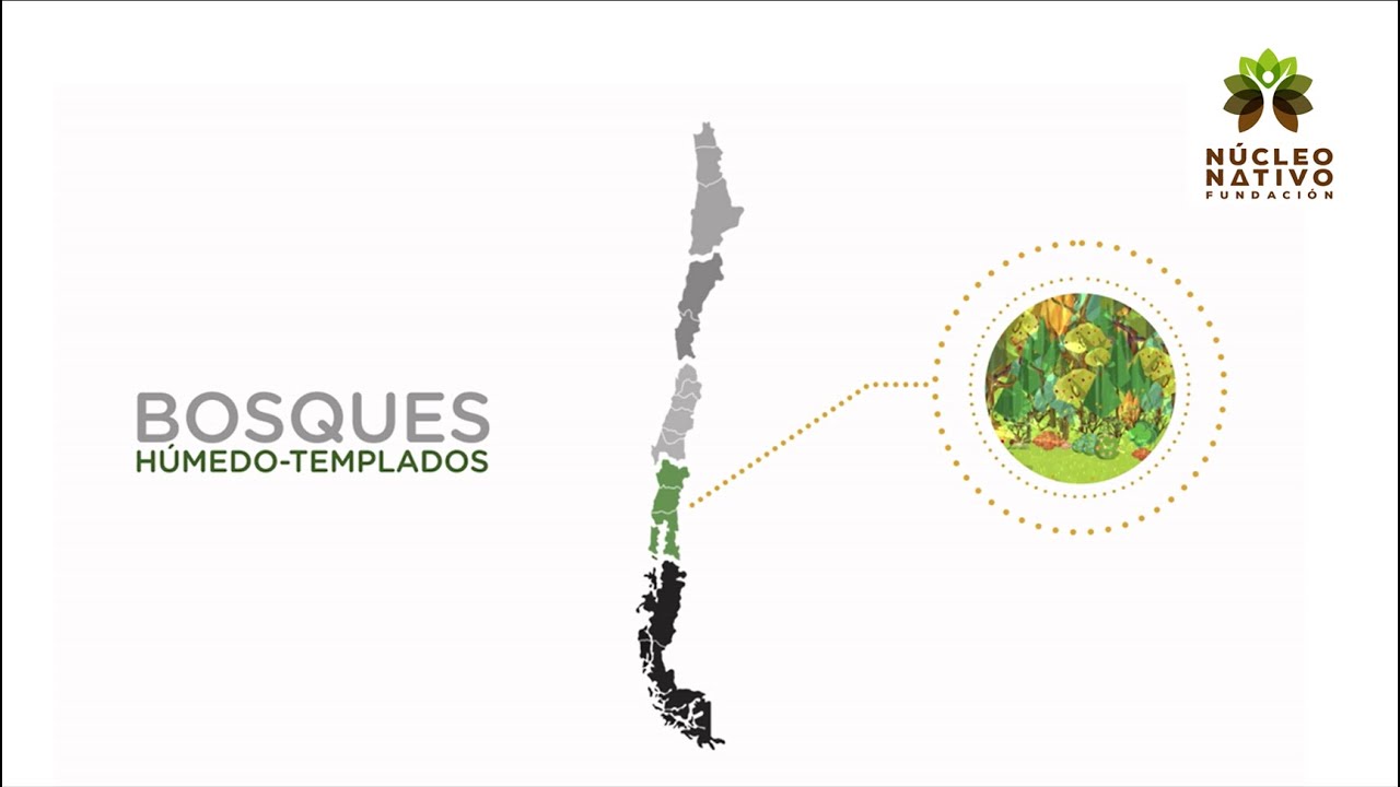 T3E7 Cápsula Educativa - “Los bosques en la Región de Los Lagos”