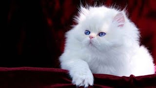 TOP 10 most beautiful cat breeds in the world...