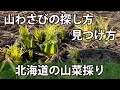 山わさびの見つけ方探し方in北海道