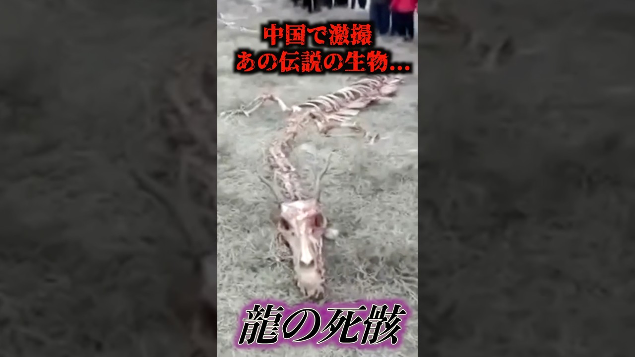中国の農村地帯で龍の様な生物の死骸が激撮される…#uma #未確認生物 #未確認生命体