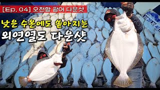 낮은 수온에도 쏟아지는 외연열도 광어 다운샷 !!!   #오천항 #오디세이호 출조 2025년 6월 18일 #광어다운샷 #광어 #다운샷