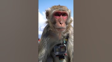 My first vlog | monkey vlog #vlog #viral #youtubeshorts #monkey #youtubevloggers