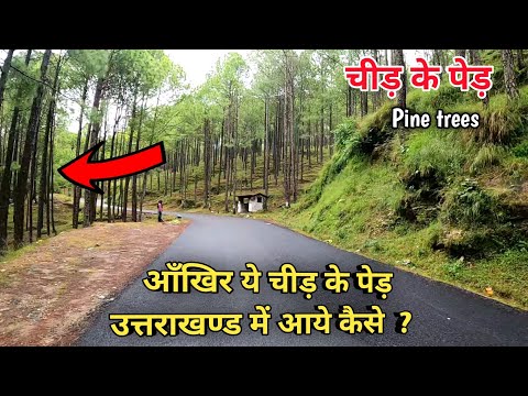 वीडियो: मेरा चीड़ का पेड़ सुइयां क्यों गिरा रहा है?