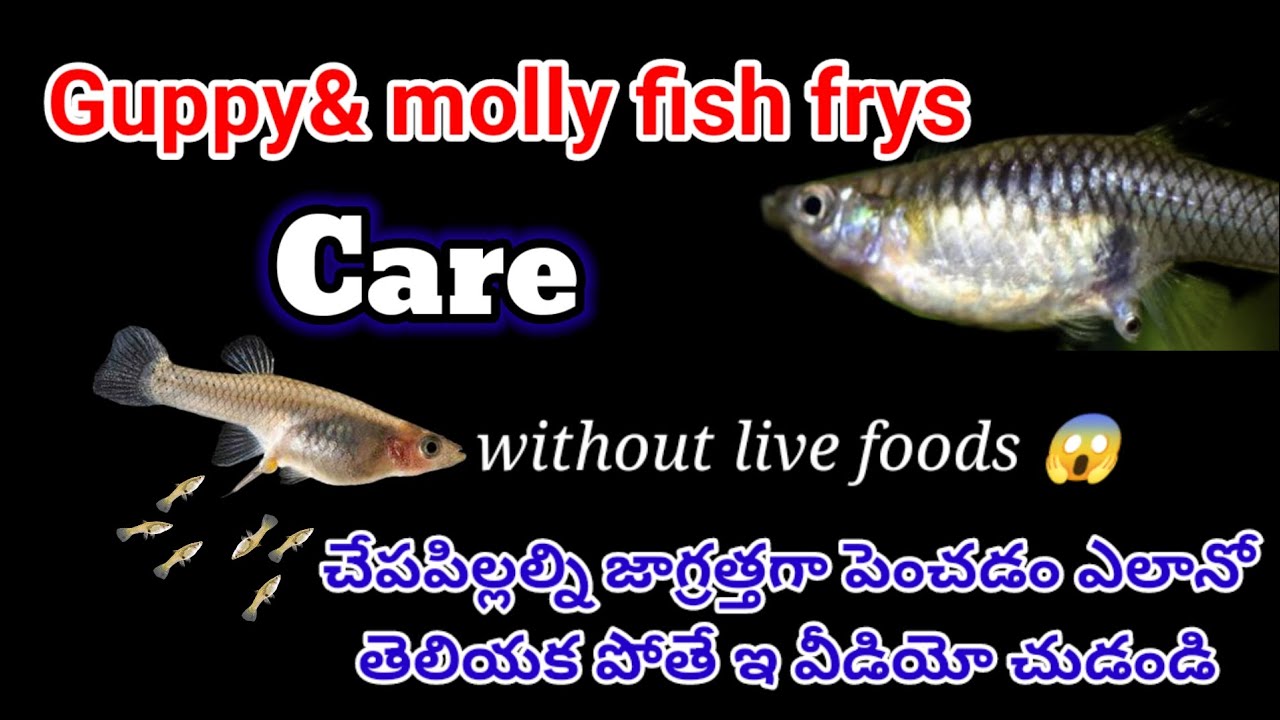 How to care guppy&molly frys 🐟 / లైవ్ ఫుడ్స్ లేకుండా ఎలా ఫ్రైస్ ని పెంచాలో తెలుసుకోండి 