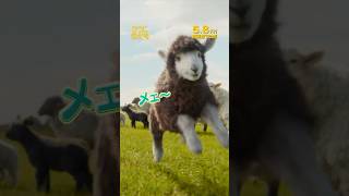 ＜🐏メェ～場面だらけ‼️＞もふもふのひつじたちが名(メェ～)探偵に❗️『ひつじ探偵団』5/8(金)公開🍀笑って泣ける名(メェ～)作ミステリー🐏