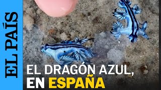 El dragón azul, la pequeña babosa marina que ha cerrado la playa de Guardamar | EL PAÍS