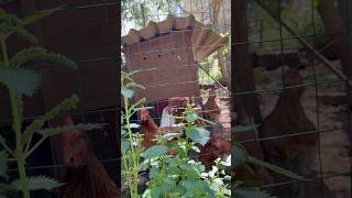 Galline e Conigli nel Prato 🐔🐰 Momento di Natura Rilassante