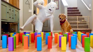 Cat and Dogs vs Obstacle Challenge!