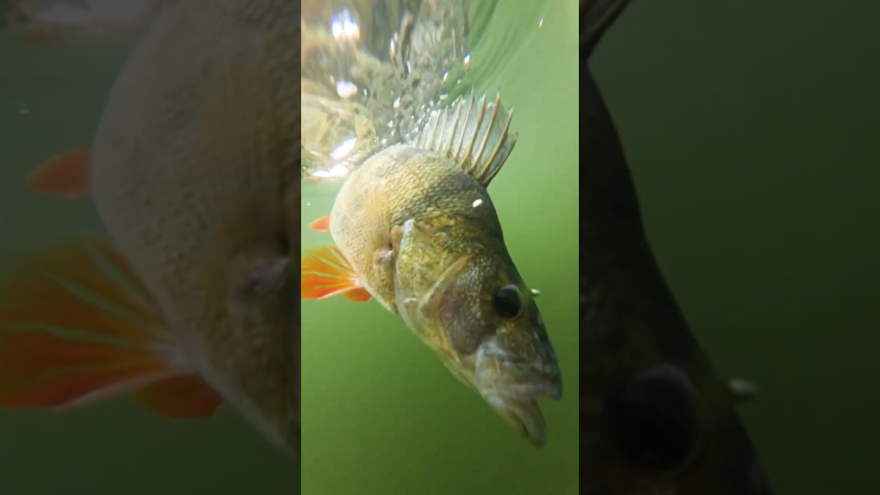 Cannibal perch 😱 ?! 