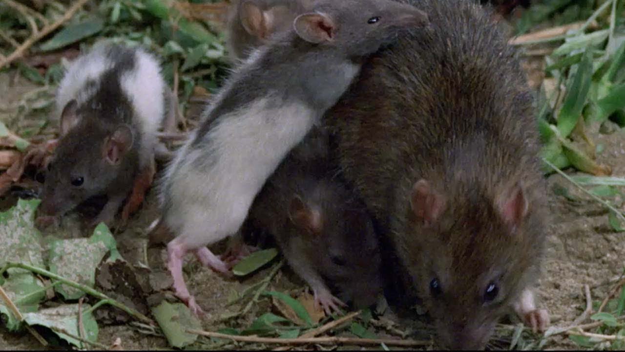 ネズミ動物パニック 映画 ウイラード Dvd ブルーレイ化特別映像 Youtube