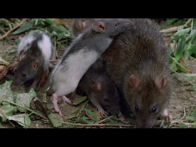 ネズミ動物パニック 映画『ウイラード』DVD&ブルーレイ化特別映像