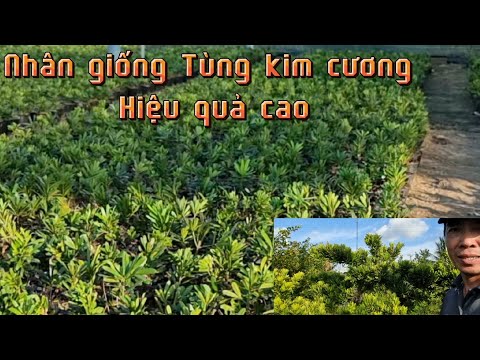 Video: Tìm hiểu Về Cây Podocarpus - Hướng dẫn Trồng Cây Podocarpus