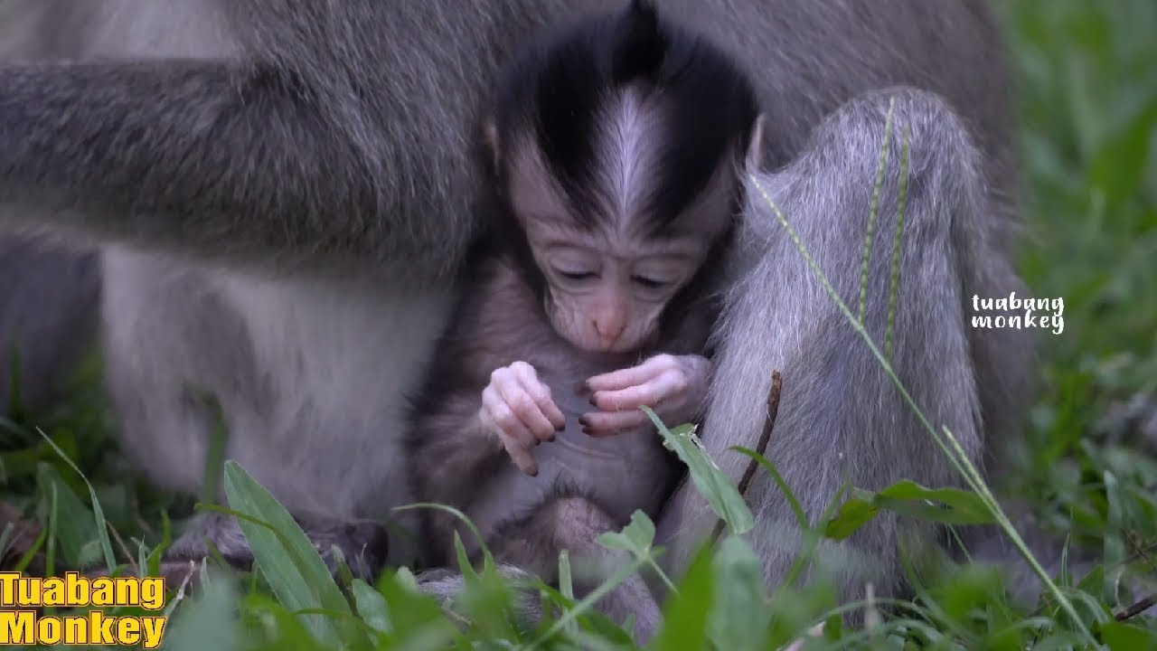 Я надеюсь, что мама даст мне свое молоко