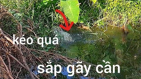 Câu Cá Rô Đồng/ngồi một chỗ giật run rin tay, muốn gãy cần#caucatv186#caucatv186