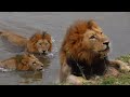 Male lion fail  