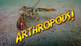 Marine Arthropods:  Bugs of the Sea? | JONATHAN BIRD'S BLUE WORLD screenshot 3