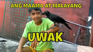 ANG MALAYANG UWAK