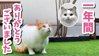 最後のご挨拶【おしゃべりする猫】 【猫アテレコ】