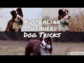 Australian Shepherd dog tricks| 1.5 years old