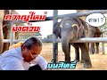 ตามาทำไม❗️บ่นสิทธิ์เสกผมยาวรีบหนีเลย❗️ควาญใหม่มาอีกเเล้ว😘elephant