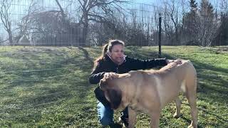 Mastiff Classical Conditioning with Positive Reinforcement & Education