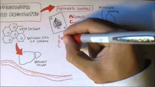 Regulation of Enzyme Activity