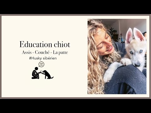 Vidéo: Comment élever Un Chiot Husky