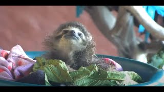 Rescued baby sloth Robin gives us some cuteness overload!    Recorded 01/24/23.