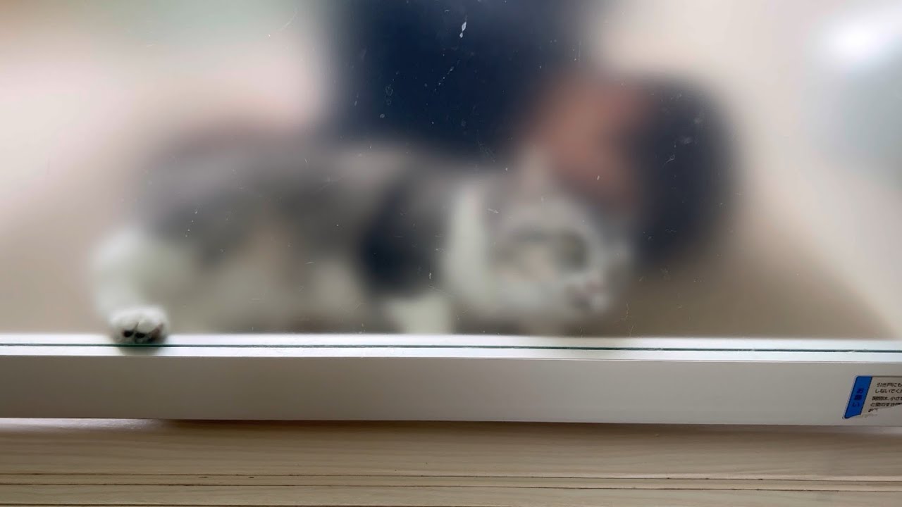 息子に監禁されていた猫 #262