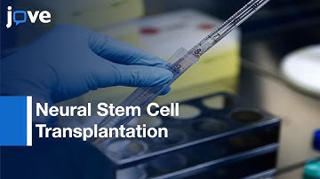 Neural Stem Cell Transplantation in a Model of Spinal Cord Injury | Protocol Preview