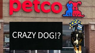 Service Dog outing to Petco….