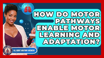 How Do Motor Pathways Enable Motor Learning And Adaptation? - All About Anatomy Answers
