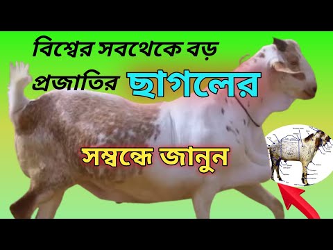 ভিডিও: স্প্যানিশ লিংকস: প্রজাতির বৈশিষ্ট্য