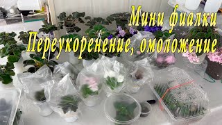 Мини фиалки. Результат переукоренения