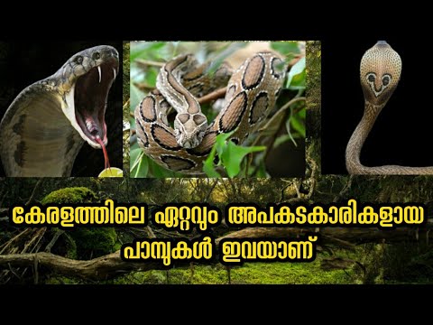 കേരളത്തിലെ വിഷമുള്ള പാമ്പുകൾ _Venomous Snakes In Kerala