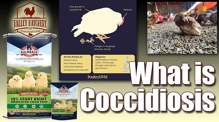 What is Coccidiosis and What Can You Do About it?